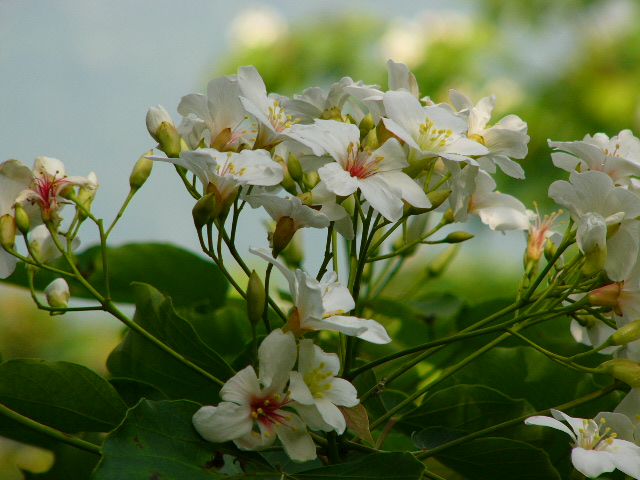 三角山员屯山油桐花盛开